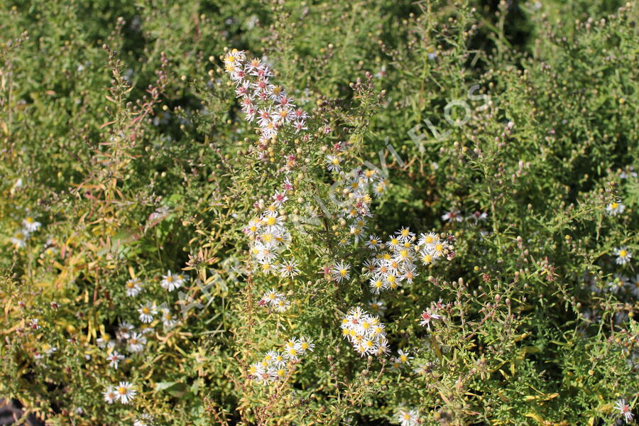 Hvězdnice vřesovcová 'Golden Spray' - Aster ericoides 'Golden Spray'