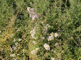 Hvězdnice vřesovcová 'Golden Spray' - Aster ericoides 'Golden Spray'