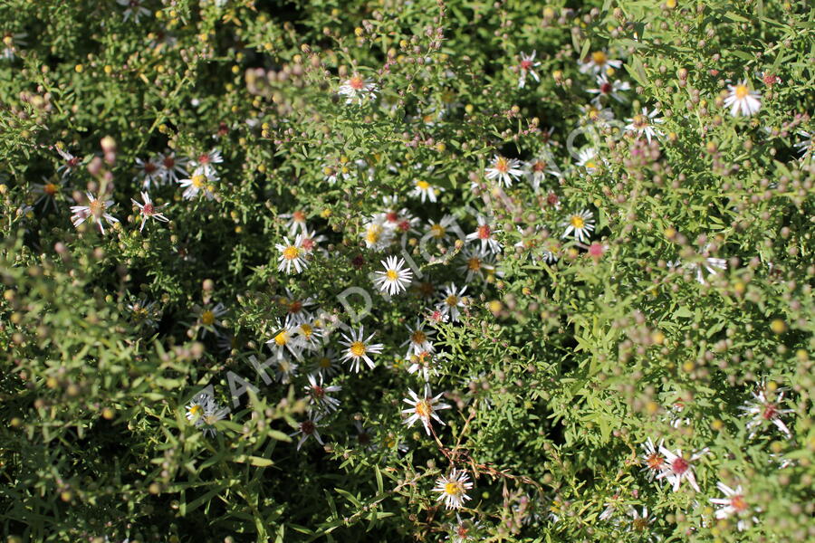Hvězdnice vřesovcová 'Golden Spray' - Aster ericoides 'Golden Spray'