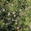 Hvězdnice vřesovcová 'Golden Spray' - Aster ericoides 'Golden Spray'
