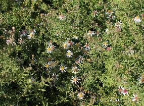 Hvězdnice vřesovcová 'Golden Spray' - Aster ericoides 'Golden Spray'