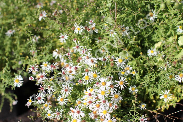 Hvězdnice vřesovcová 'Golden Spray' - Aster ericoides 'Golden Spray'