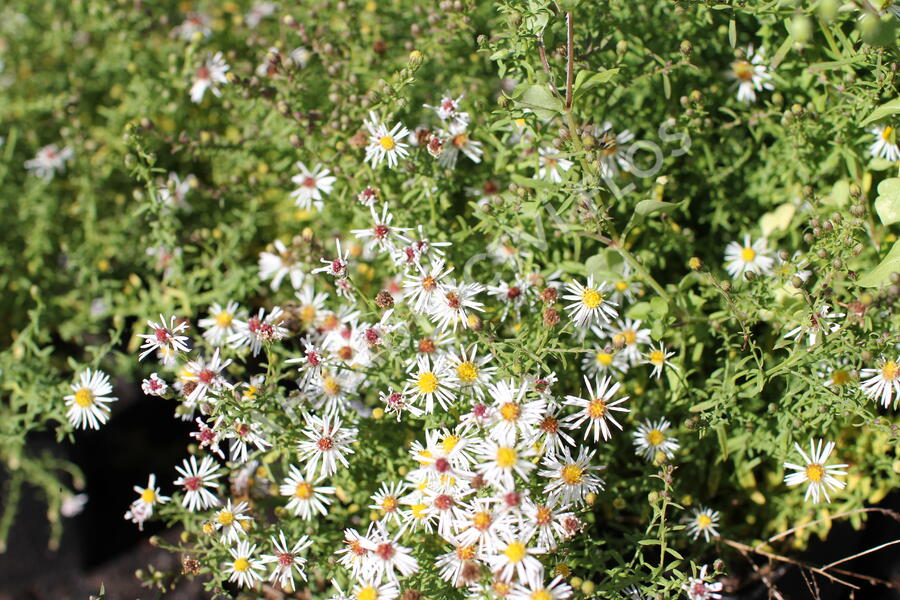 Hvězdnice vřesovcová 'Golden Spray' - Aster ericoides 'Golden Spray'