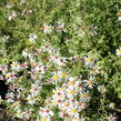 Hvězdnice vřesovcová 'Golden Spray' - Aster ericoides 'Golden Spray'