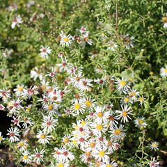 Hvězdnice vřesovcová 'Golden Spray' - Aster ericoides 'Golden Spray'