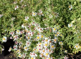Hvězdnice vřesovcová 'Golden Spray' - Aster ericoides 'Golden Spray'