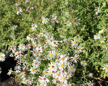 Hvězdnice vřesovcová 'Golden Spray'