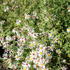 Aster ericoides 'Golden Spray'.JPG
