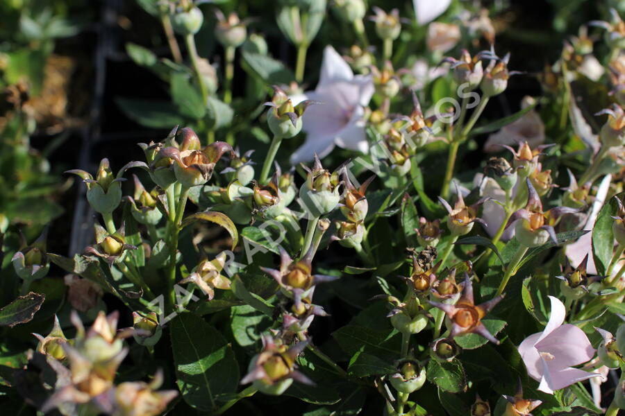 Zvonkovec velkokvětý, boubelka 'Codo Rose' - Platycodon grandiflorus 'Codo Rose'