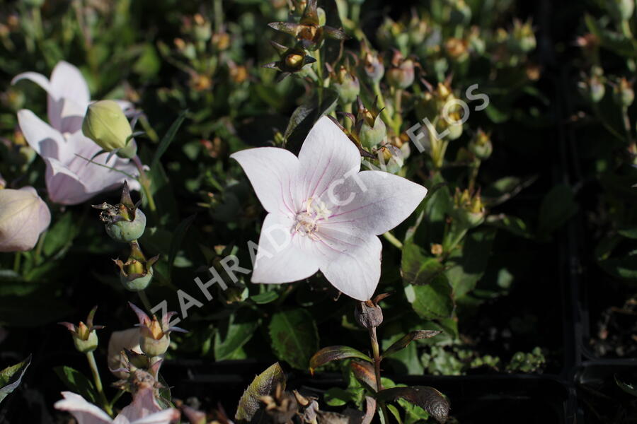 Zvonkovec velkokvětý, boubelka 'Codo Rose' - Platycodon grandiflorus 'Codo Rose'