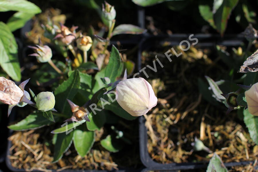 Zvonkovec velkokvětý, boubelka 'Codo Rose' - Platycodon grandiflorus 'Codo Rose'