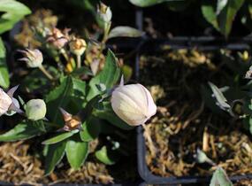 Zvonkovec velkokvětý, boubelka 'Codo Rose' - Platycodon grandiflorus 'Codo Rose'