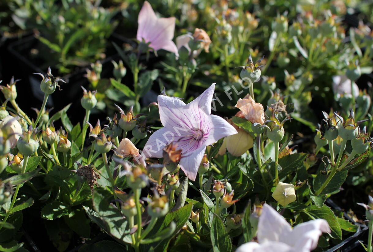 Zvonkovec velkokvětý, boubelka 'Codo Rose' - Platycodon grandiflorus 'Codo Rose'