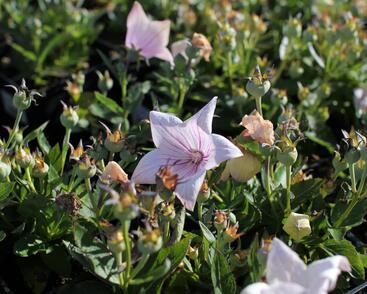 Zvonkovec velkokvětý, boubelka 'Codo Rose'