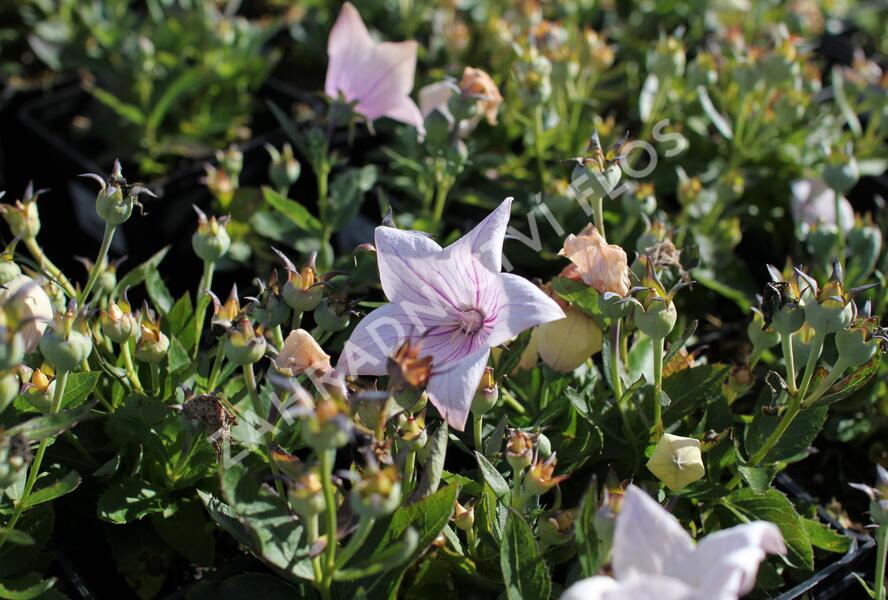 Zvonkovec velkokvětý, boubelka 'Codo Rose' - Platycodon grandiflorus 'Codo Rose'