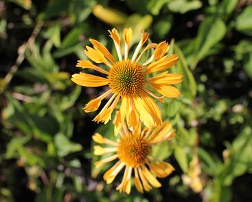 Třapatkovka nachová 'Yellow Passion'