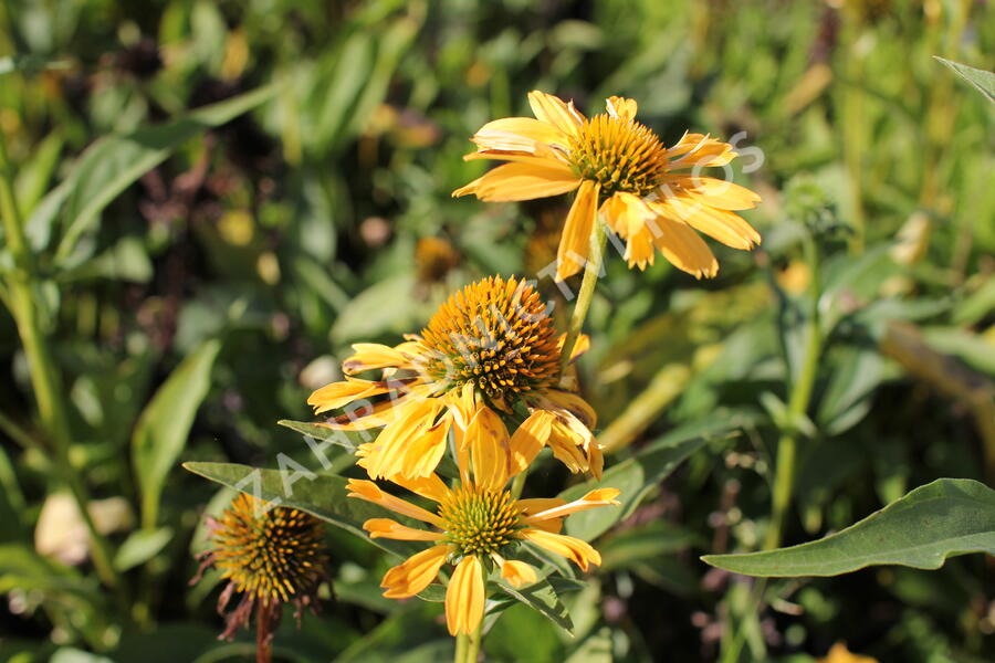 Třapatkovka nachová 'Yellow Passion' - Echinacea purpurea 'Yellow Passion'