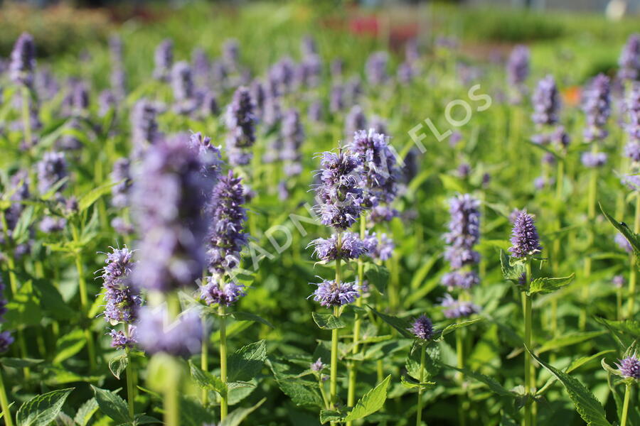 Agastache 'Blue Fortune' - Agastache hybrida 'Blue Fortune'