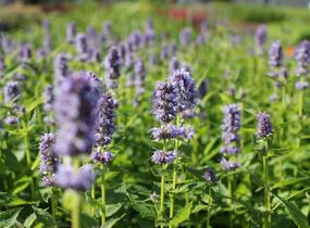 Agastache 'Blue Fortune' - Agastache hybrida 'Blue Fortune'