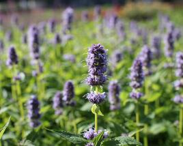 Agastache 'Blue Fortune'