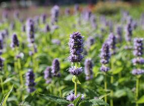 Agastache 'Blue Fortune' - Agastache hybrida 'Blue Fortune'