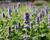 Agastache 'Blue Fortune'