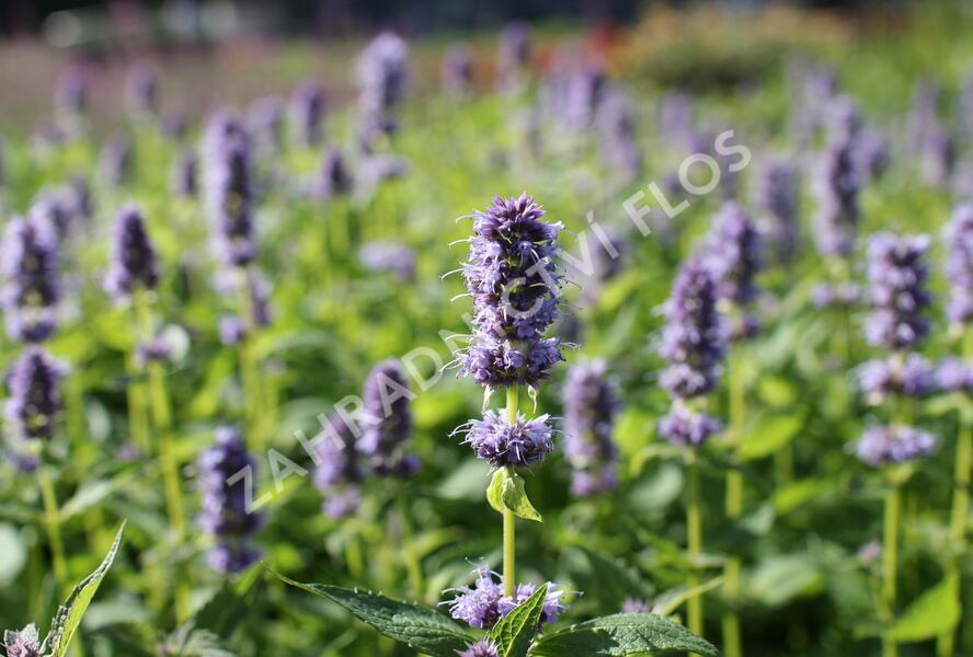Agastache 'Blue Fortune' - Agastache hybrida 'Blue Fortune'