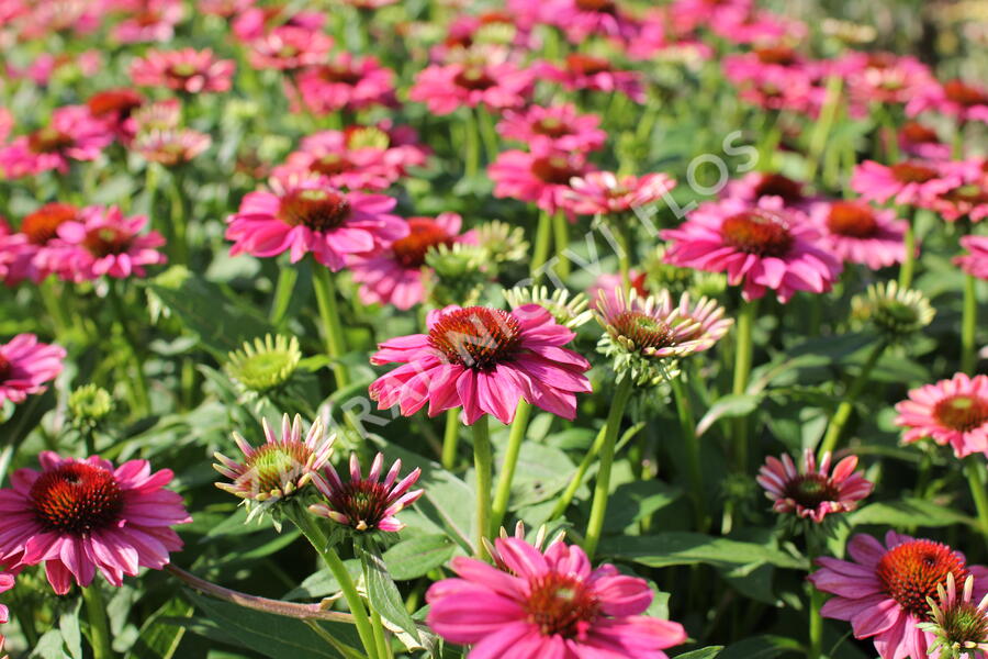 Třapatkovka nachová 'Evolution Colorific' - Echinacea purpurea 'Evolution Colorific'