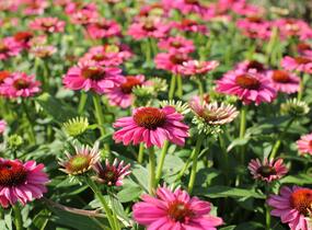 Třapatkovka nachová 'Evolution Colorific' - Echinacea purpurea 'Evolution Colorific'