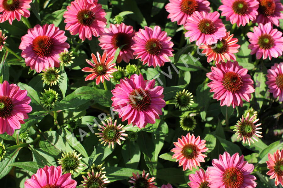 Třapatkovka nachová 'Evolution Colorific' - Echinacea purpurea 'Evolution Colorific'