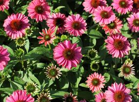 Třapatkovka nachová 'Evolution Colorific' - Echinacea purpurea 'Evolution Colorific'