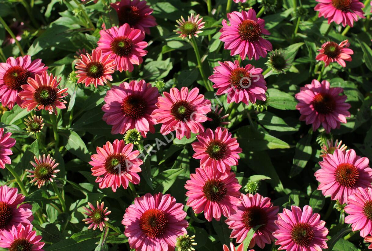 Třapatkovka nachová 'Evolution Colorific' - Echinacea purpurea 'Evolution Colorific'