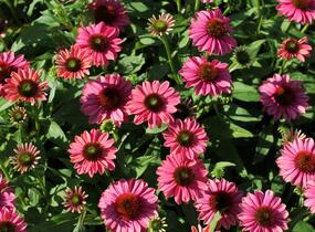 Třapatkovka nachová 'Evolution Colorific' - Echinacea purpurea 'Evolution Colorific'
