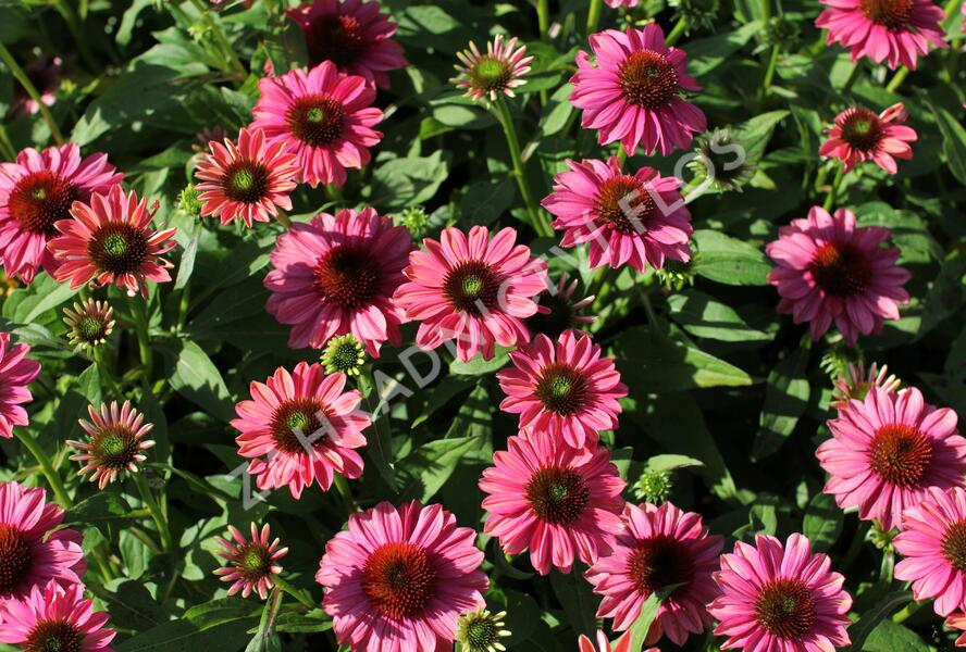 Třapatkovka nachová 'Evolution Colorific' - Echinacea purpurea 'Evolution Colorific'