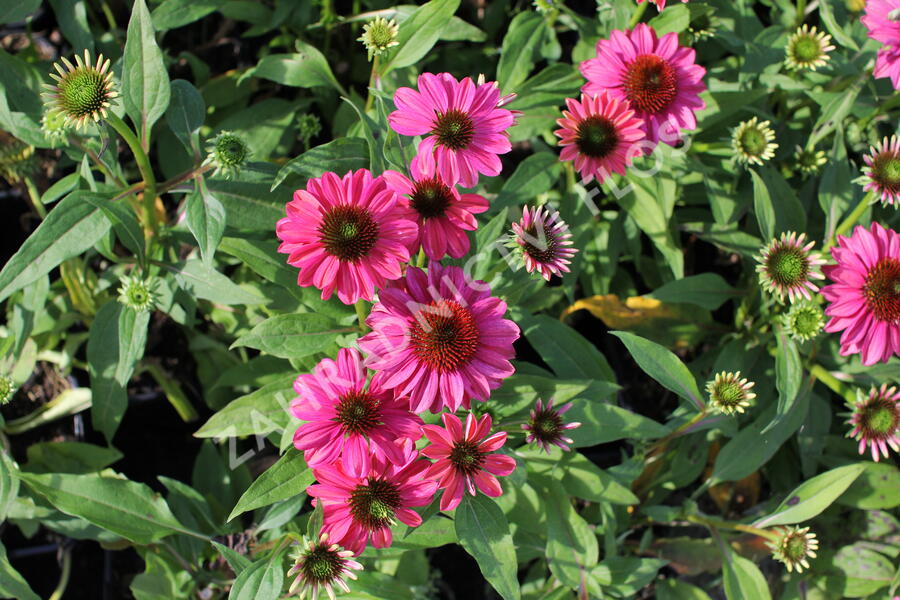 Třapatkovka nachová 'Evolution Colorific' - Echinacea purpurea 'Evolution Colorific'