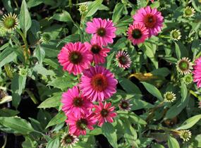 Třapatkovka nachová 'Evolution Colorific' - Echinacea purpurea 'Evolution Colorific'
