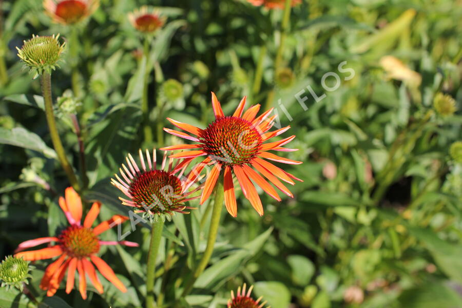 Třapatkovka 'Orange Passion' - Echinacea purpurea 'Orange Passion'