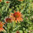 Třapatkovka 'Orange Passion' - Echinacea purpurea 'Orange Passion'