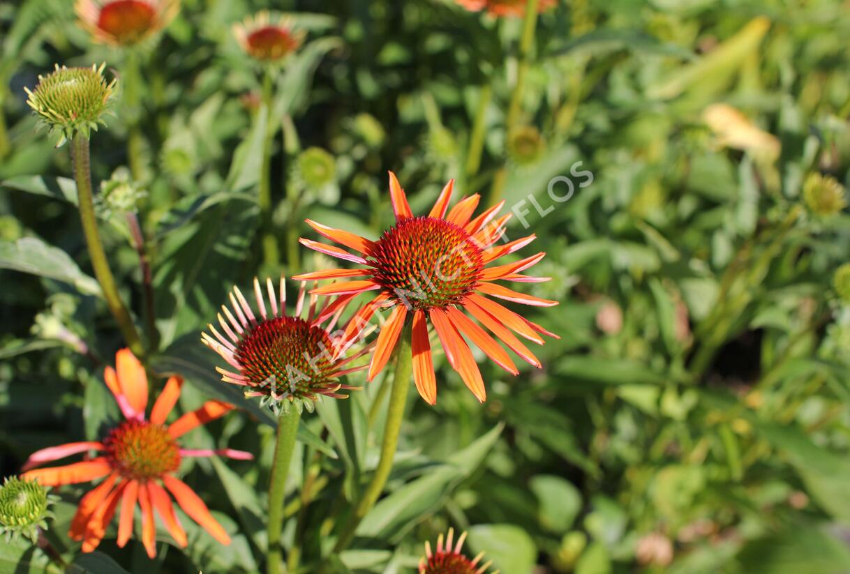 Třapatkovka 'Orange Passion' - Echinacea purpurea 'Orange Passion'