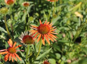 Třapatkovka 'Orange Passion' - Echinacea purpurea 'Orange Passion'