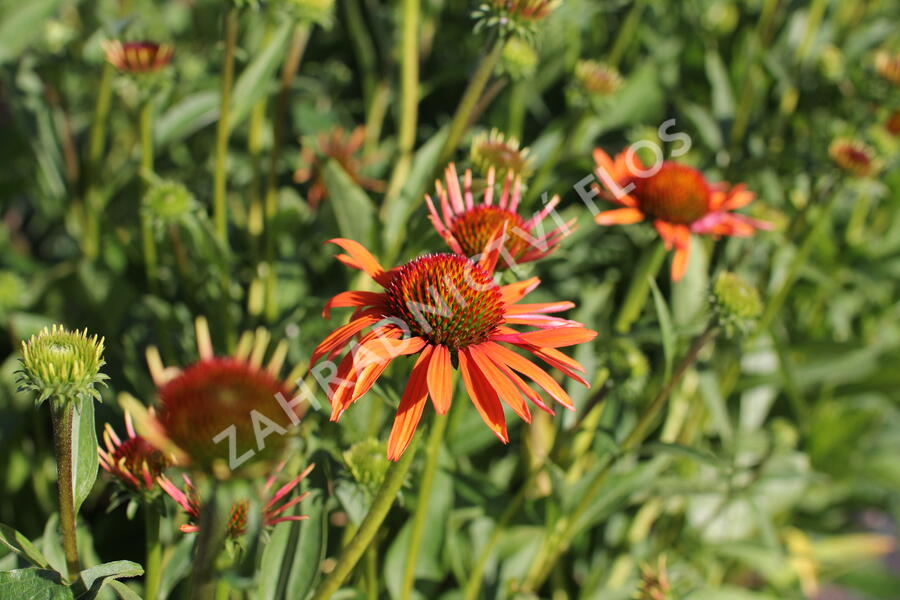 Třapatkovka 'Orange Passion' - Echinacea purpurea 'Orange Passion'