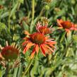 Třapatkovka 'Orange Passion' - Echinacea purpurea 'Orange Passion'