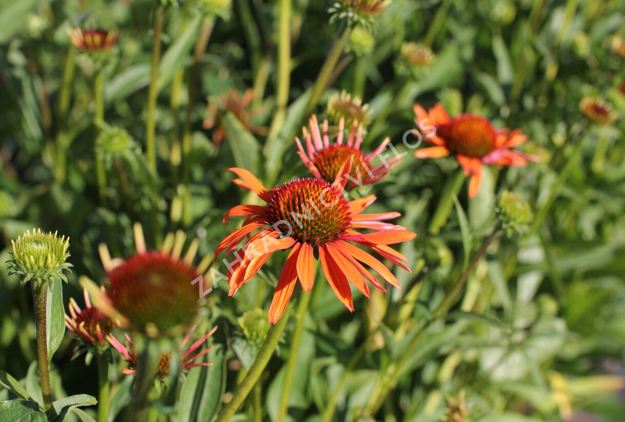 Třapatkovka 'Orange Passion' - Echinacea purpurea 'Orange Passion'