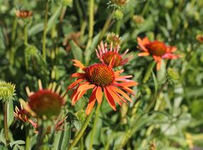 Třapatkovka 'Orange Passion' - Echinacea purpurea 'Orange Passion'