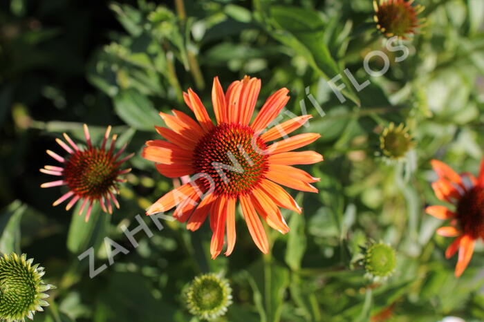 Třapatkovka 'Orange Passion' - Echinacea purpurea 'Orange Passion'