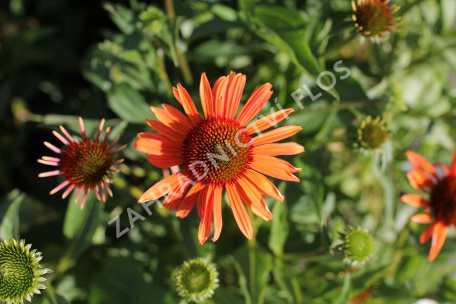 Třapatkovka 'Orange Passion' - Echinacea purpurea 'Orange Passion'