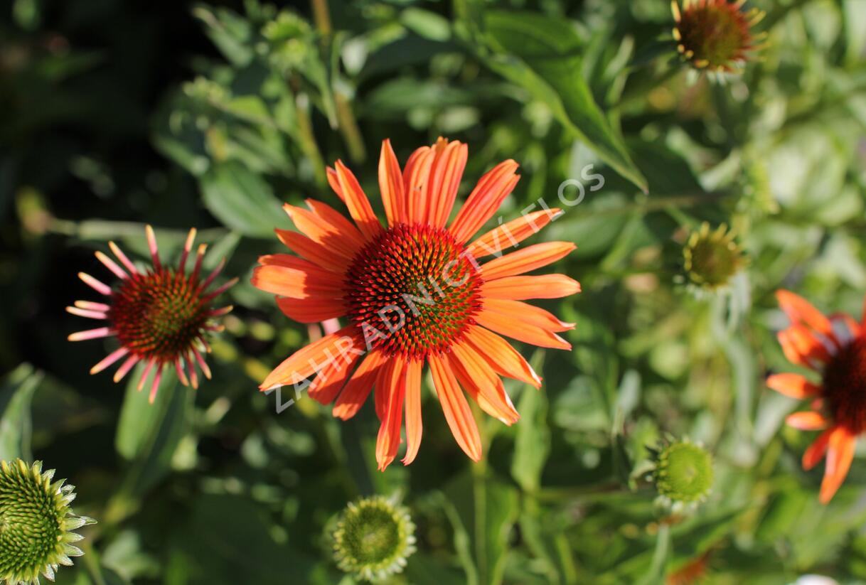 Třapatkovka 'Orange Passion' - Echinacea purpurea 'Orange Passion'