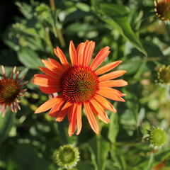 Třapatkovka 'Orange Passion' - Echinacea purpurea 'Orange Passion'