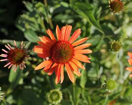 Třapatkovka 'Orange Passion'