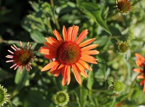 Třapatkovka 'Orange Passion' - Echinacea purpurea 'Orange Passion'